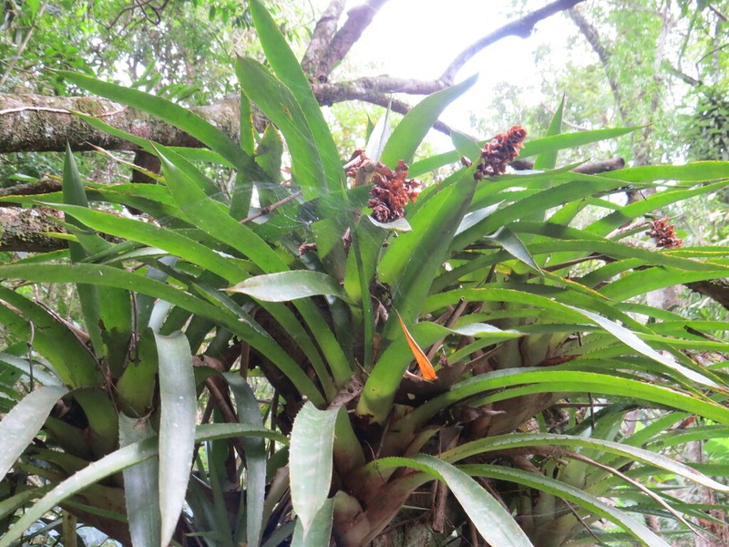 Aechmea sumidourensis photo 2