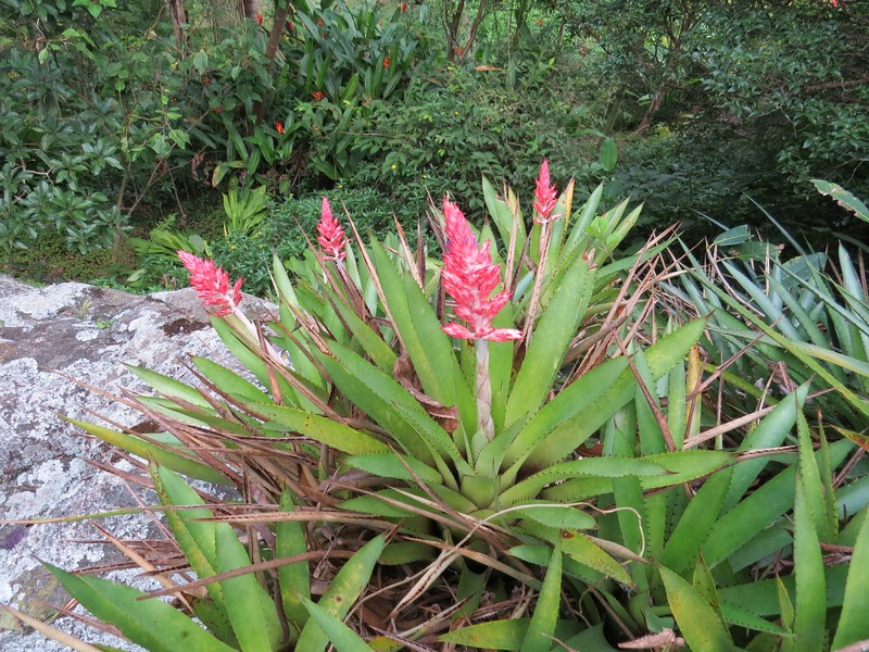 Aechmea sumidourensis photo 3