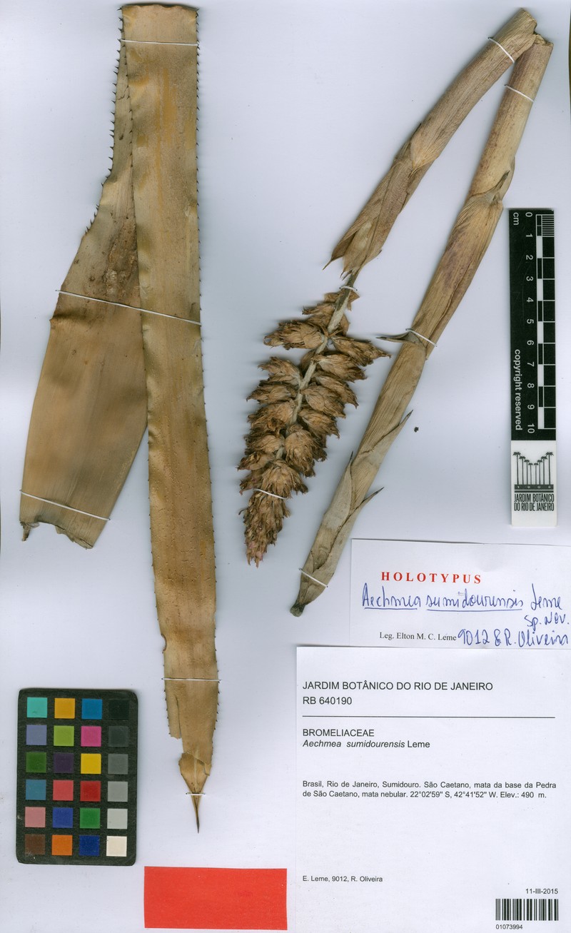 Aechmea sumidourensis photo 5