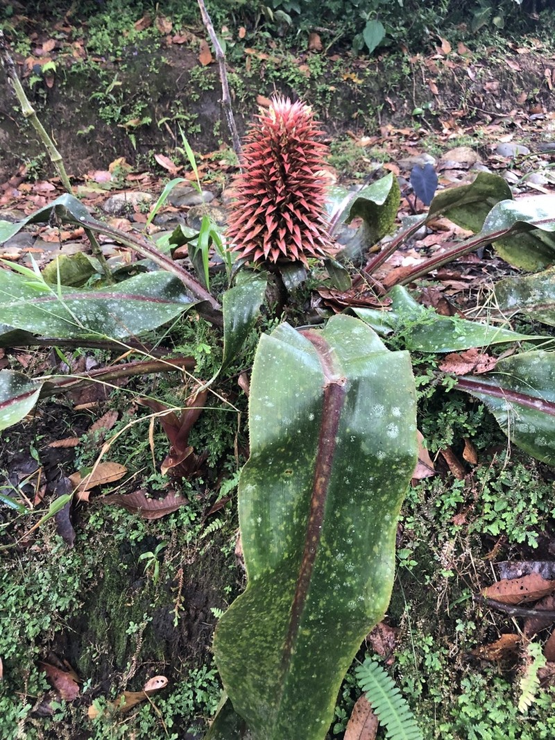 Aechmea tayoensis photo 2