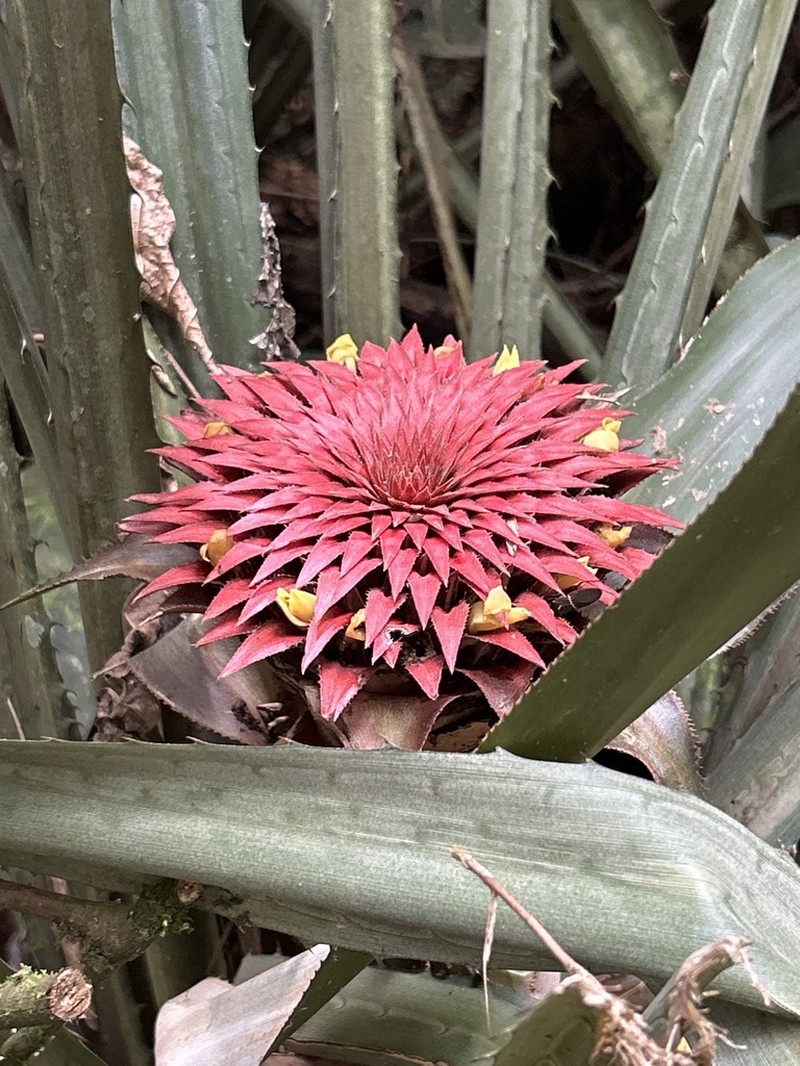 Aechmea tayoensis photo 3