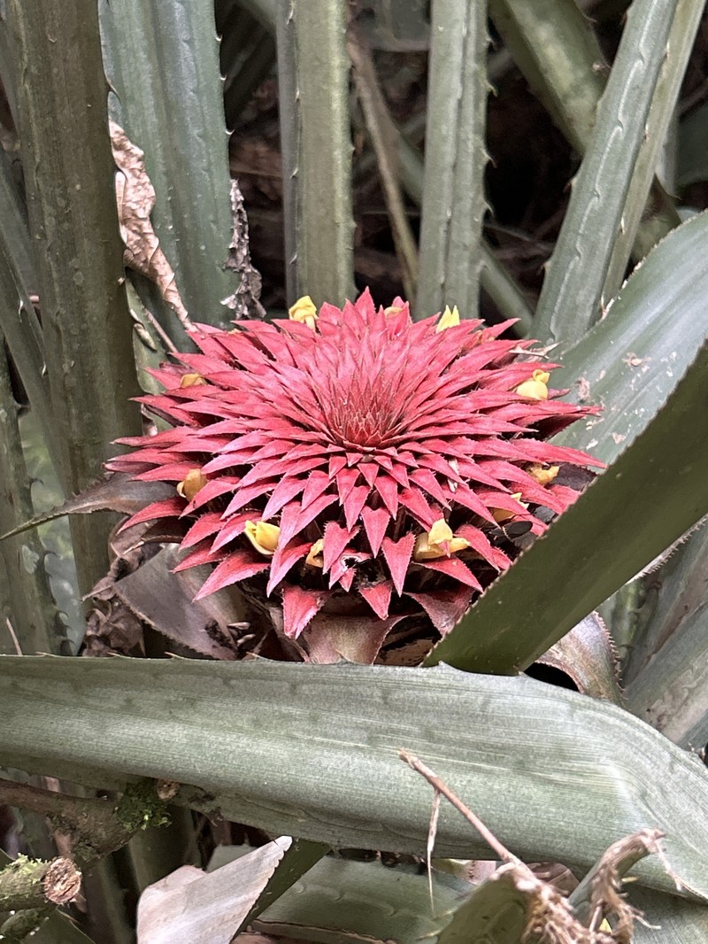 Aechmea tayoensis photo 4
