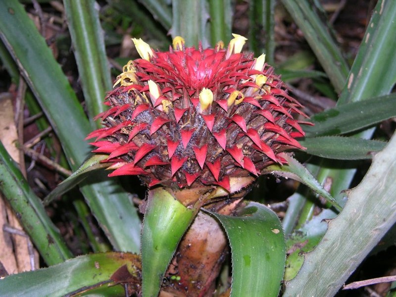 Aechmea tayoensis photo 6