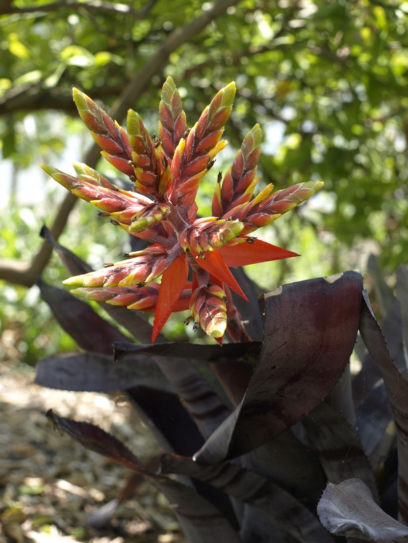 Aechmea tessmannii
