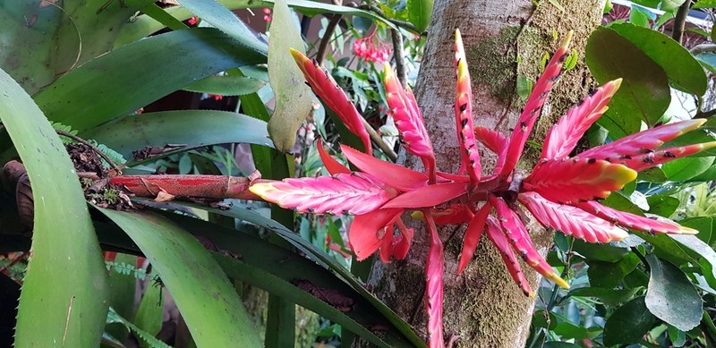 Aechmea tessmannii photo 2