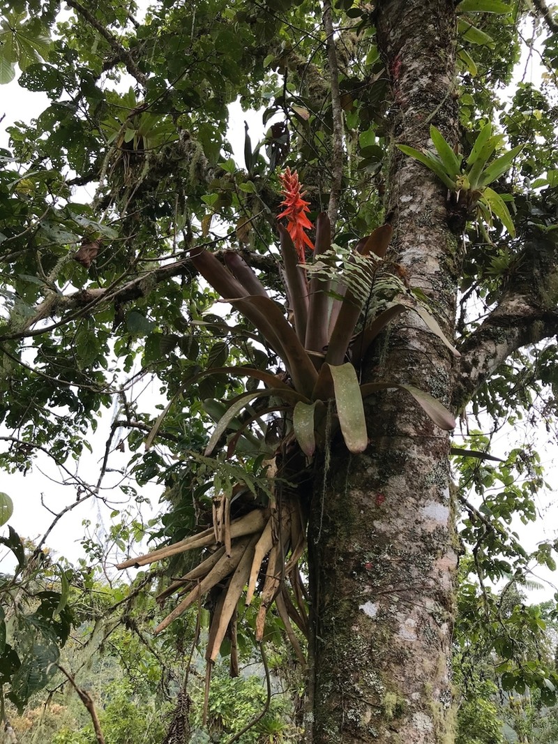 Aechmea tessmannii photo 3