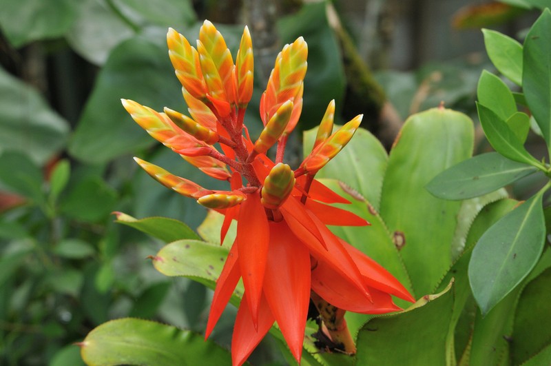 Aechmea tessmannii photo 4