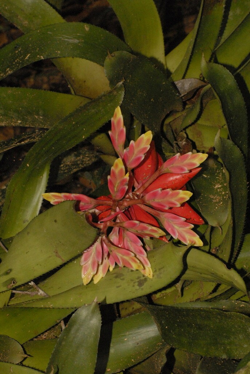 Aechmea tessmannii photo 5
