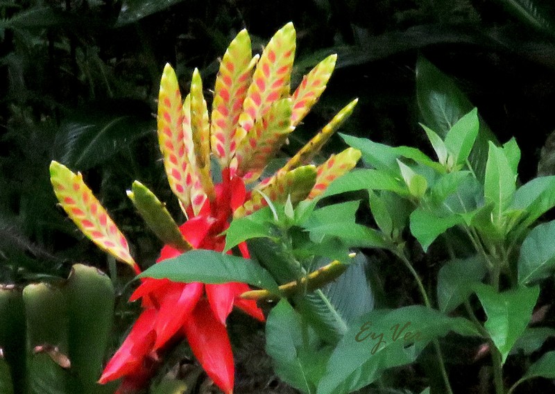 Aechmea tessmannii photo 6
