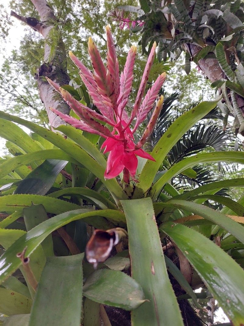 Aechmea tessmannii photo 7
