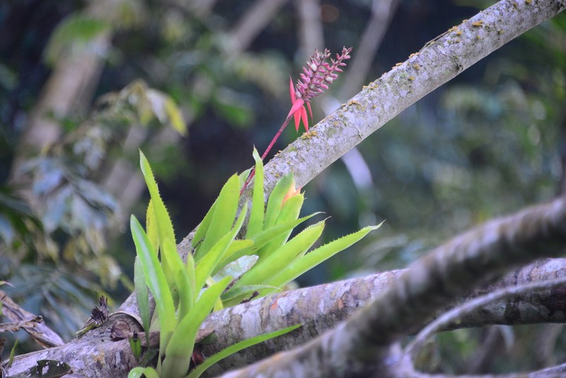 Aechmea tillandsioides photo 2