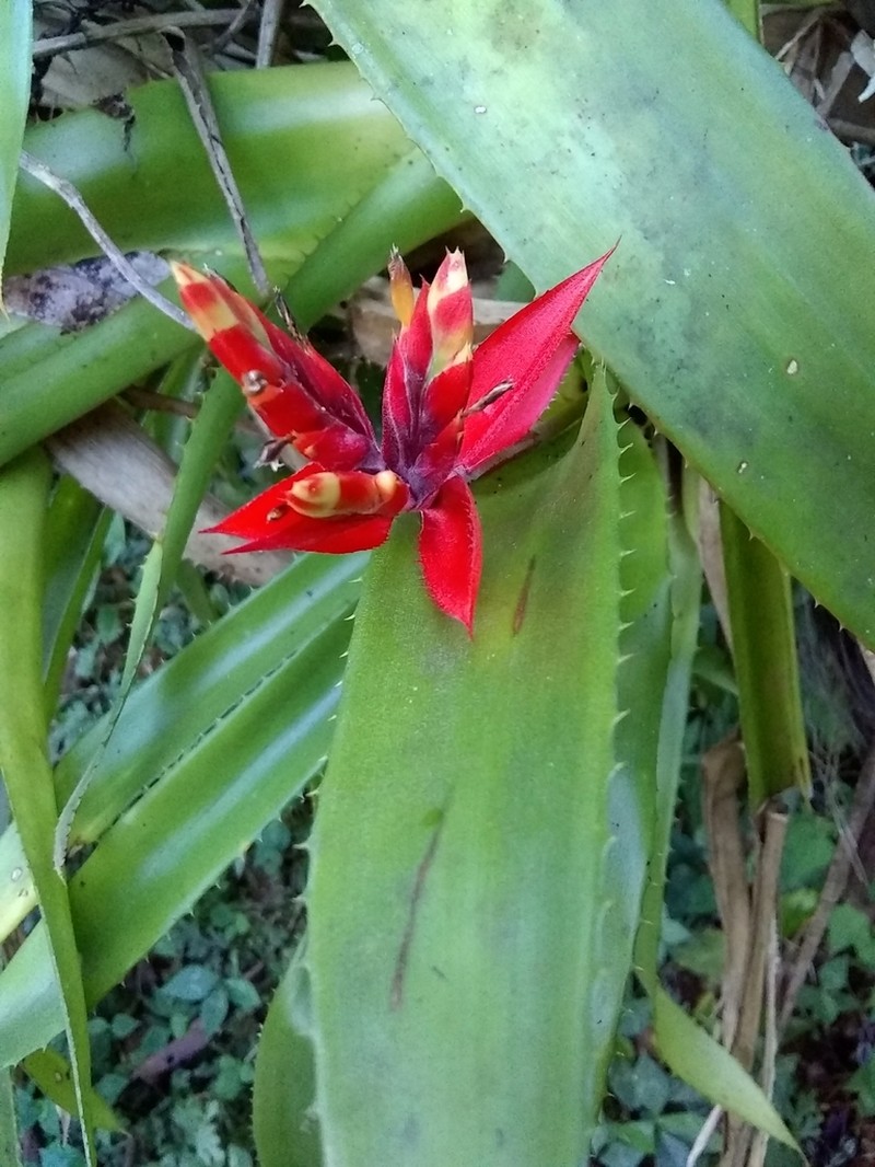Aechmea tillandsioides photo 4