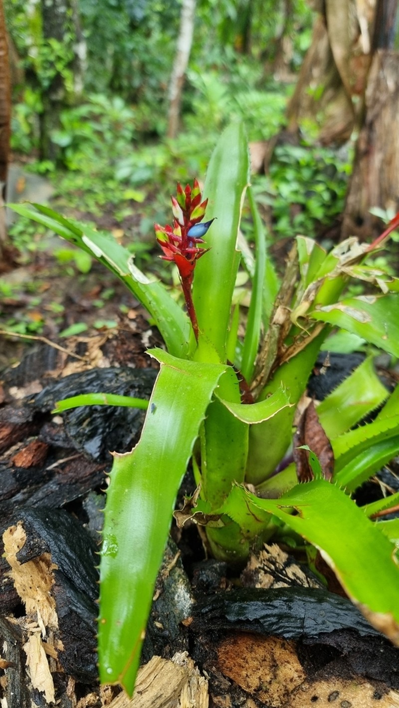 Aechmea tillandsioides photo 6