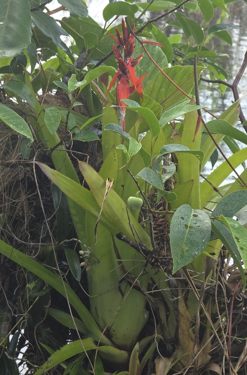 Aechmea tillandsioides photo 7