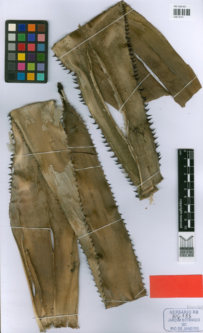 Aechmea timida photo 2