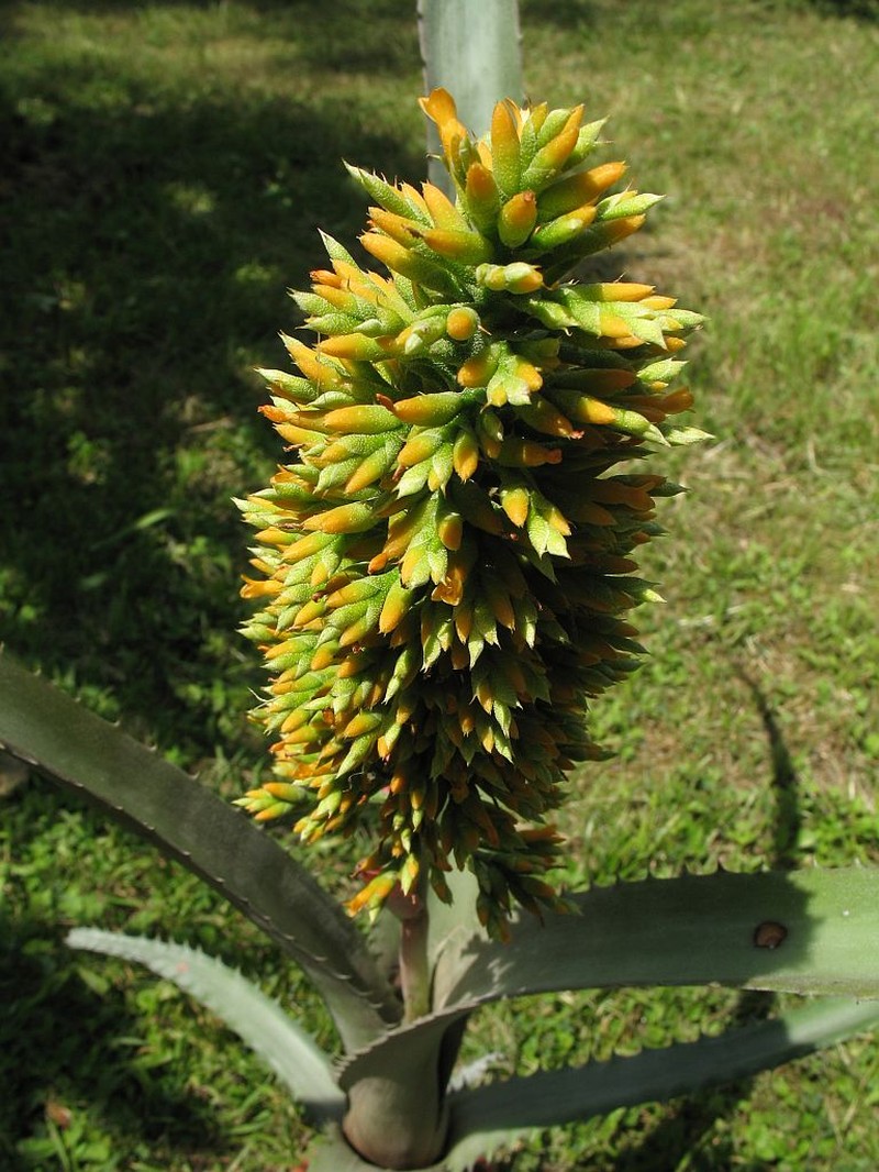 Aechmea tocantina