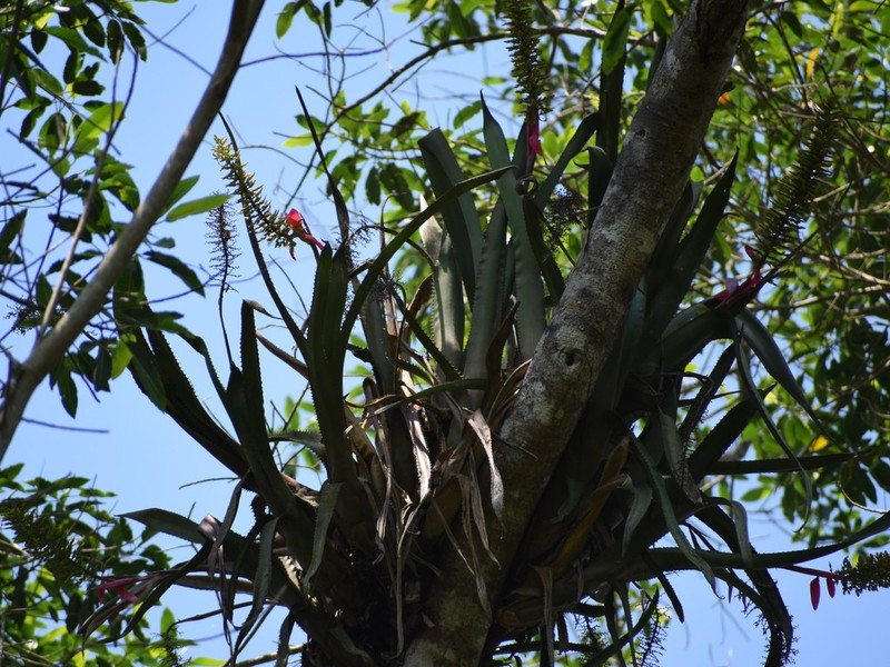Aechmea tocantina photo 3