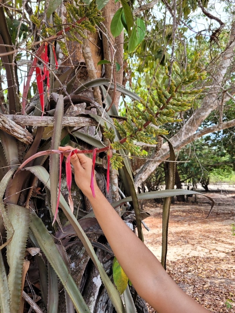Aechmea tocantina photo 4