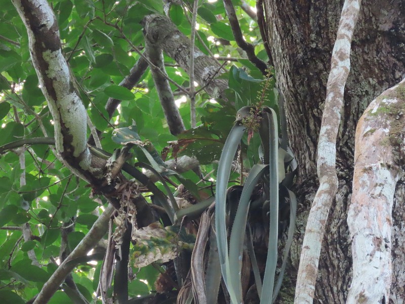 Aechmea tocantina photo 5
