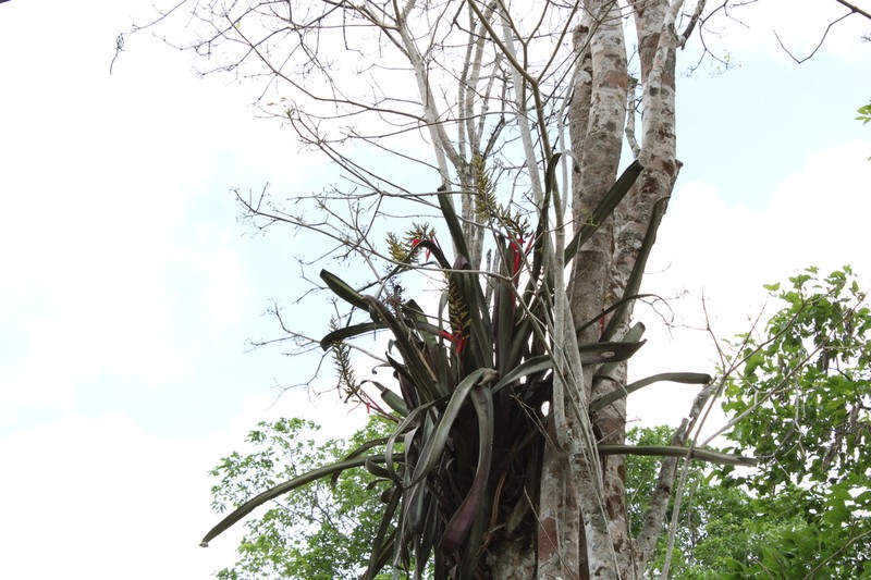 Aechmea tocantina photo 6