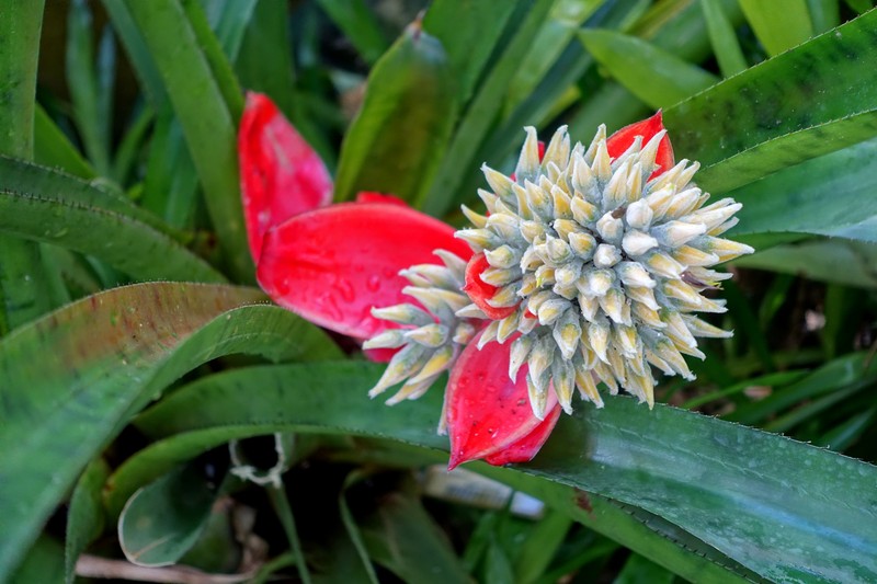 Aechmea tomentosa