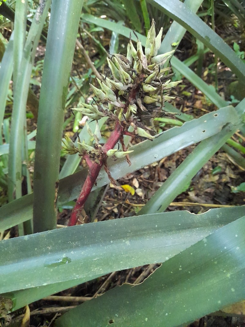 Aechmea tomentosa photo 2