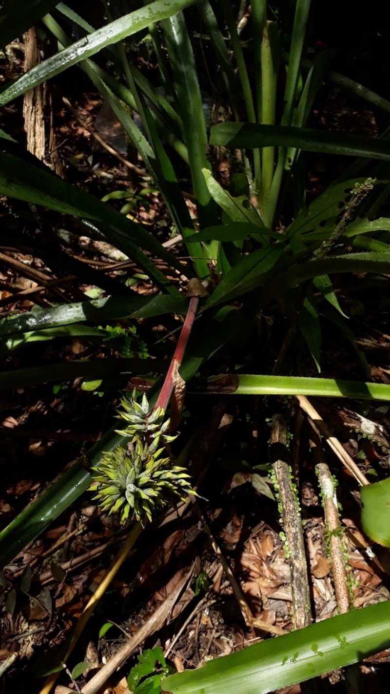 Aechmea tomentosa photo 3