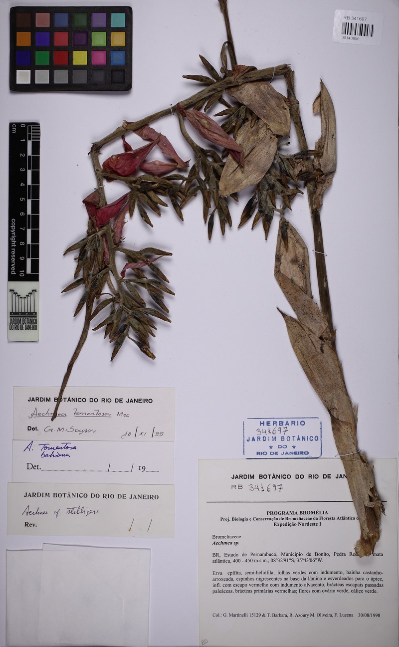 Aechmea tomentosa photo 5