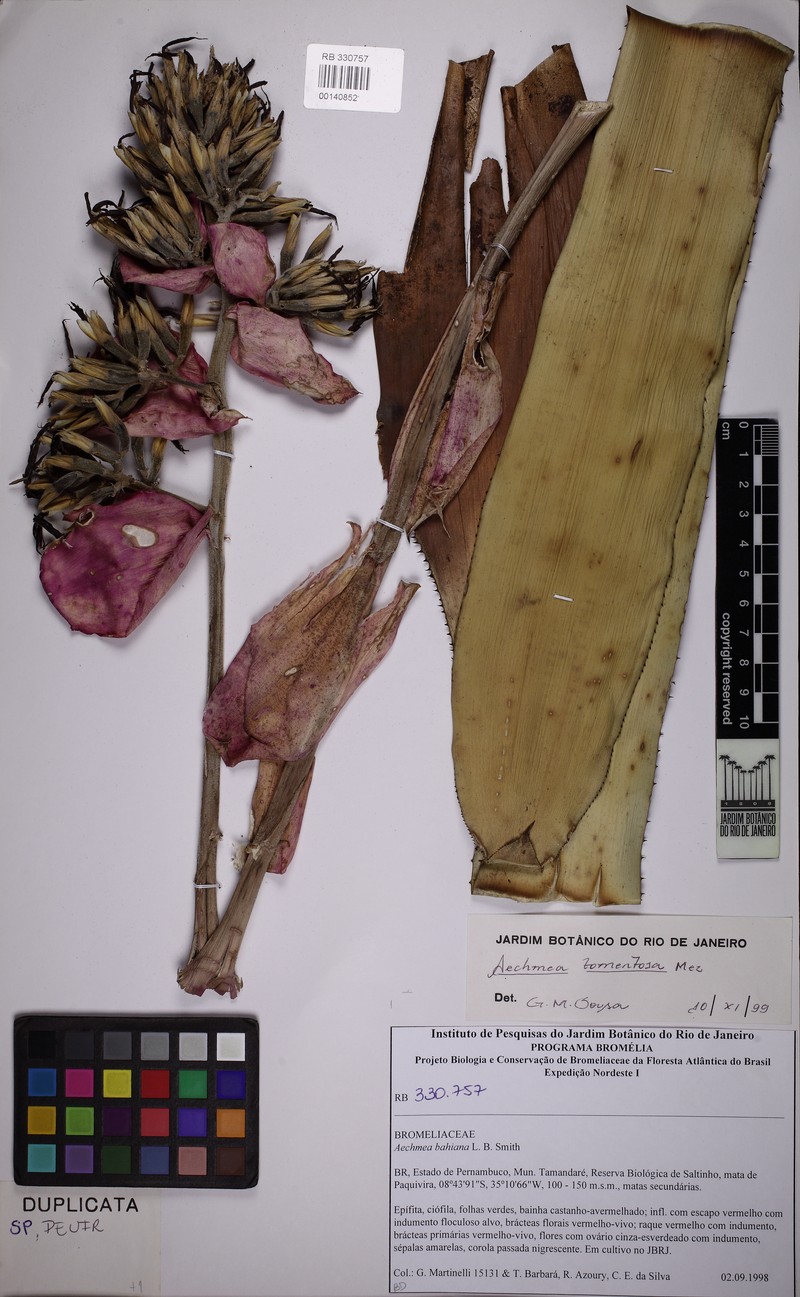 Aechmea tomentosa photo 6