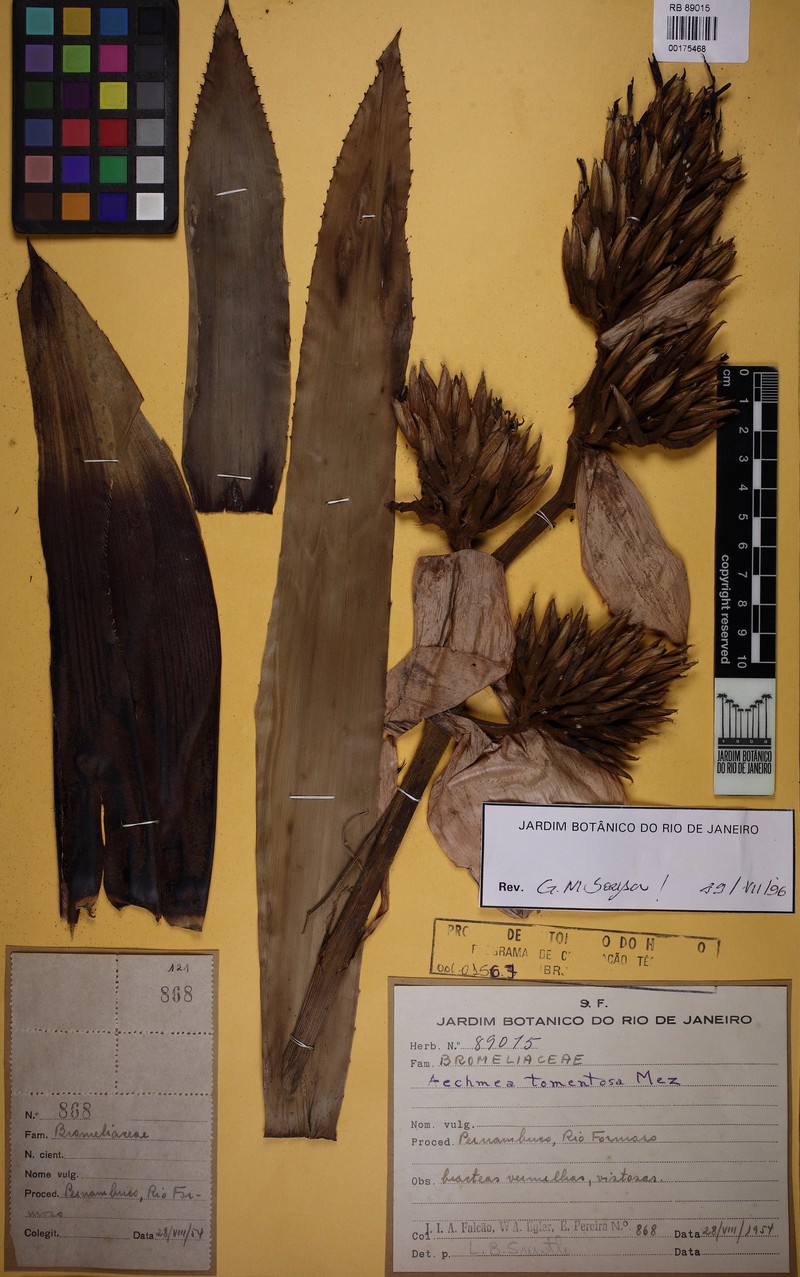 Aechmea tomentosa photo 7