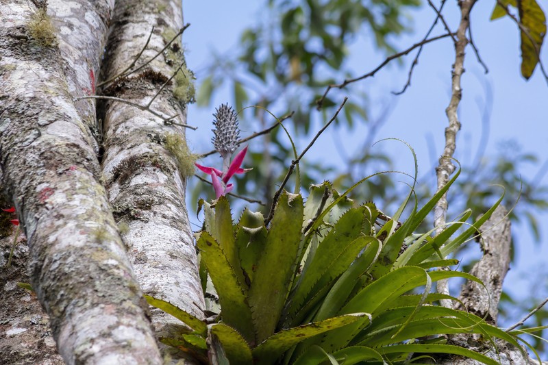 Aechmea triangularis photo 2