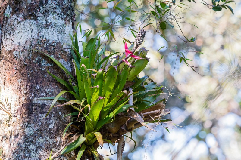 Aechmea triangularis photo 3