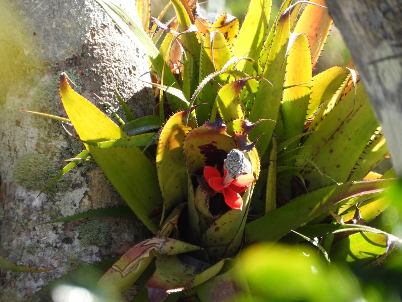 Aechmea triangularis photo 4