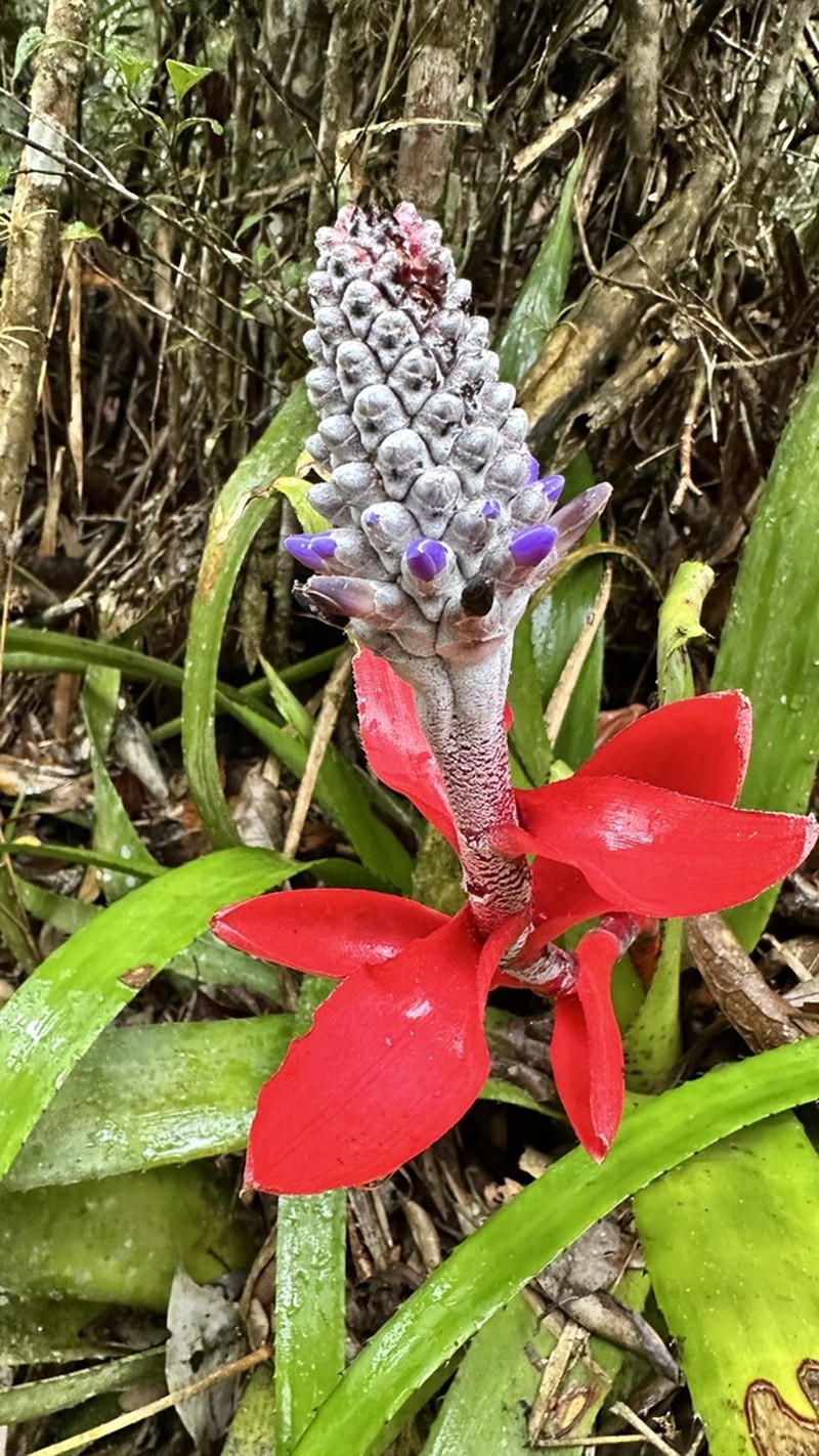 Aechmea triangularis photo 5