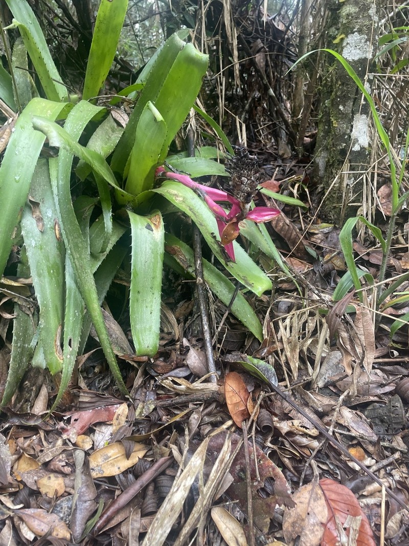 Aechmea triangularis photo 6