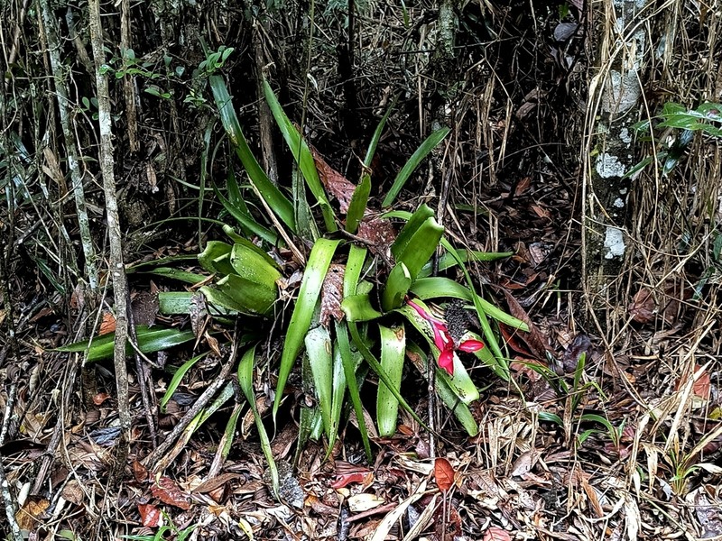 Aechmea triangularis photo 7