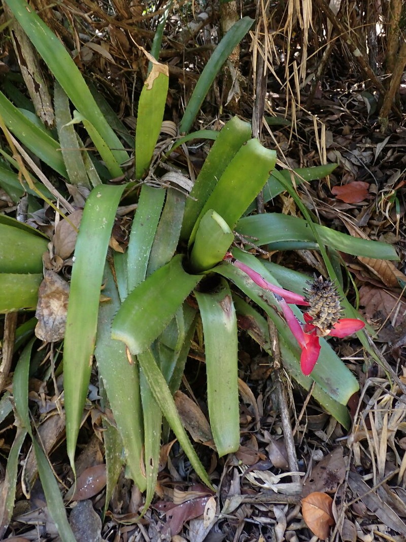 Aechmea triangularis photo 8