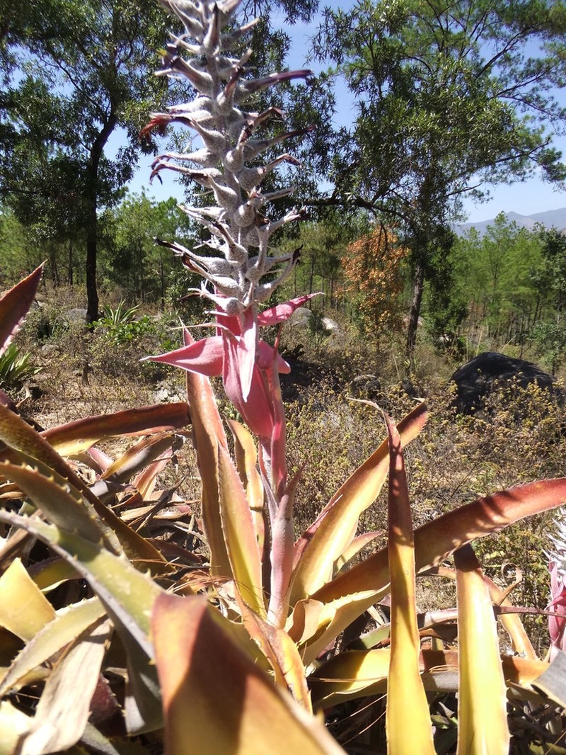 Aechmea tuitensis