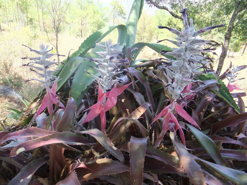 Aechmea tuitensis photo 4
