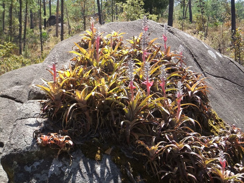 Aechmea tuitensis photo 5