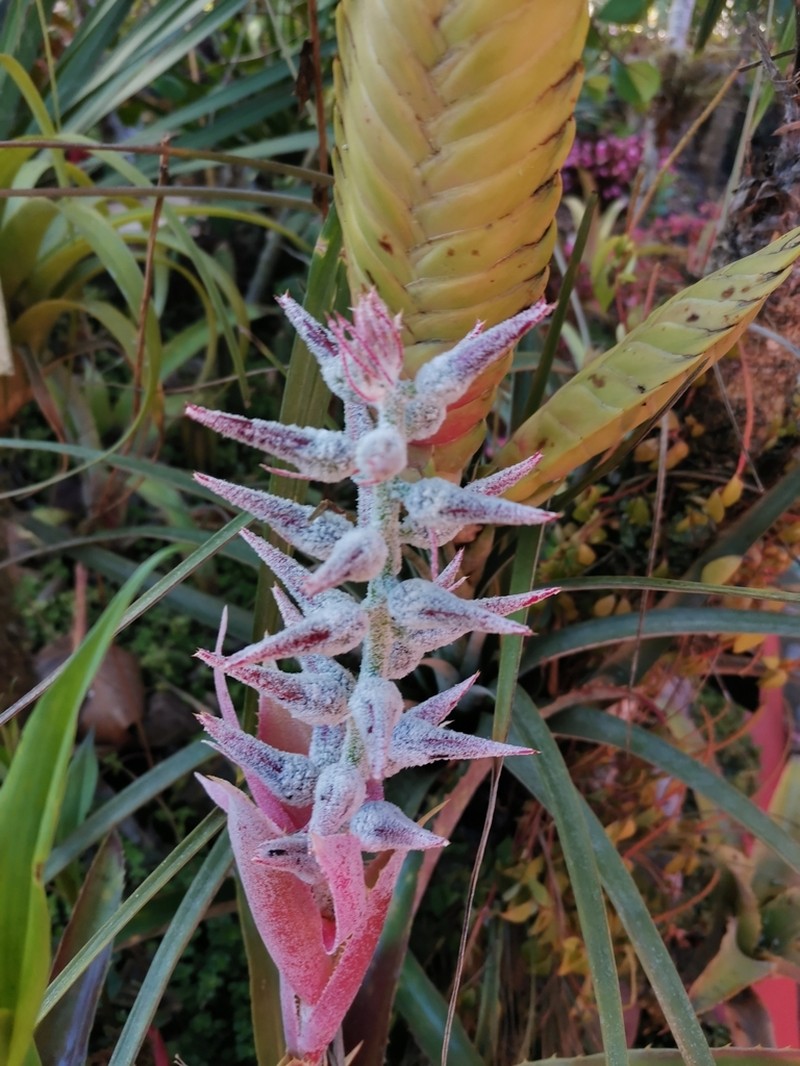 Aechmea tuitensis photo 6