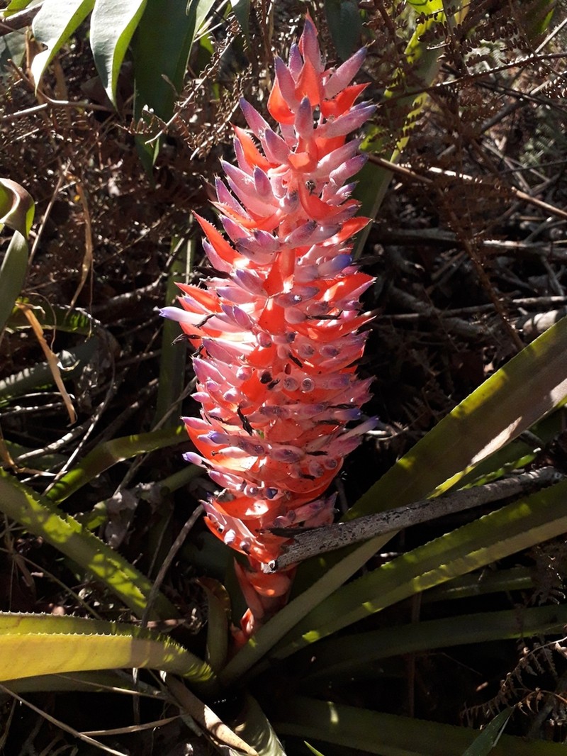 Aechmea vallerandii photo 2