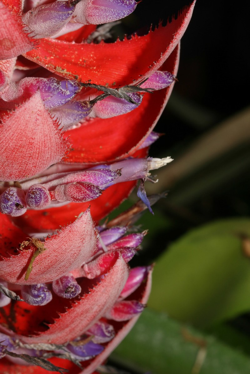 Aechmea vallerandii photo 3
