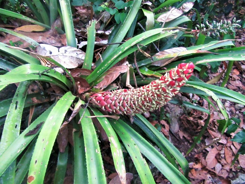 Aechmea vallerandii photo 4