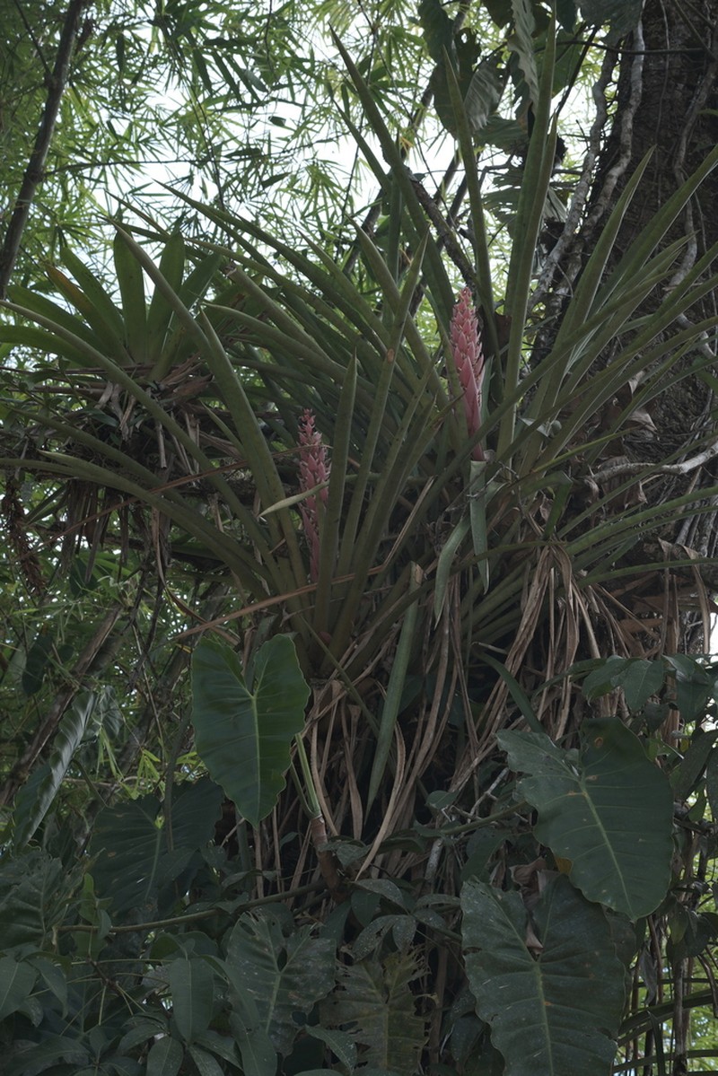 Aechmea vallerandii photo 5