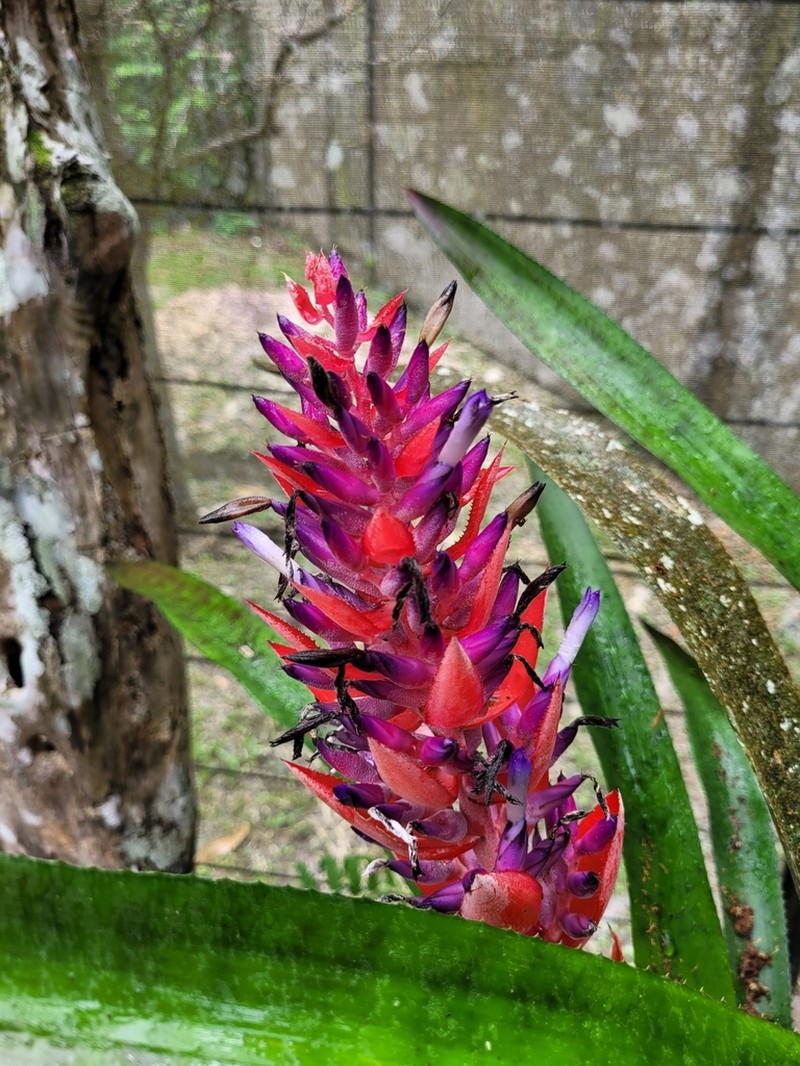 Aechmea vallerandii photo 6