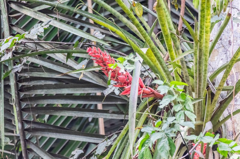 Aechmea vallerandii photo 7