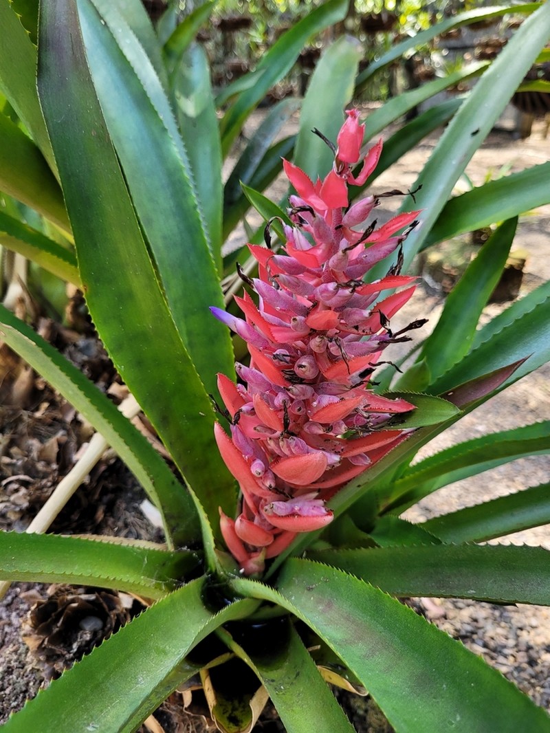 Aechmea vallerandii photo 8