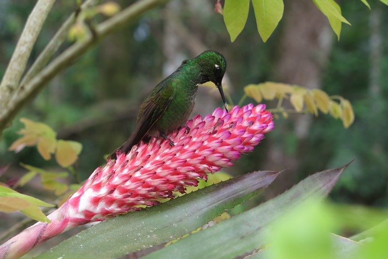 Aechmea vanhoutteana