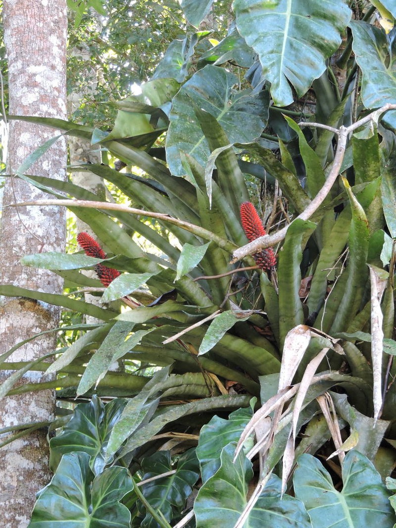 Aechmea vanhoutteana photo 2